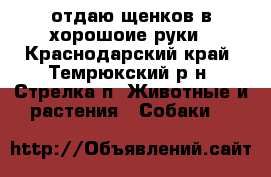 отдаю щенков в хорошоие руки - Краснодарский край, Темрюкский р-н, Стрелка п. Животные и растения » Собаки   